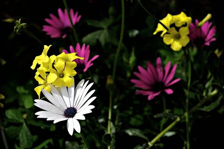 spring flowers in the darkの写真素材