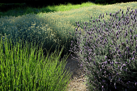 bush with lavender flowers in a gardenの写真素材