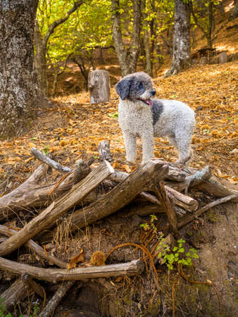 Beautiful Turkish Spanish dog in a chestnut forest in autumnの写真素材