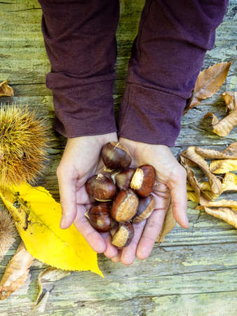 Woman hands holding chestnuts just picked in the field. Natural food conceptの写真素材
