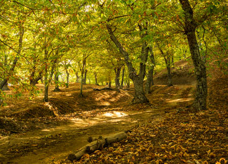 Autumn landscape with chestnut trees in Andalusia, Spain, fallen leaves and warm colorsの写真素材