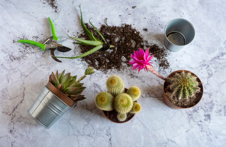 Hobby gardening. Soil, garden scissors, cactus on white marble table.の写真素材
