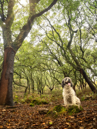 Spanish Turkish dog in a forest of cork tree standing on a stone in southern Spain. Autumn landscape.の写真素材