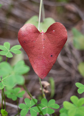 Heart-shaped country plant leaves, painted in passion red color. Concept of love, Valentine's Day, love for nature. Celebrations, nature.の写真素材