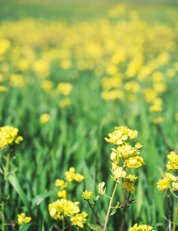 Woman with backpack and yellow jacket looking at a field of yellow flowers. In the background a...