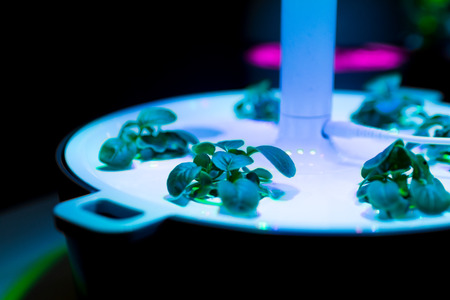 innovative system for growing sprouts with artificial light in a domestic environment. greenhouse for cultivation with innovative design and ultraviolet and infrared lampsの写真素材