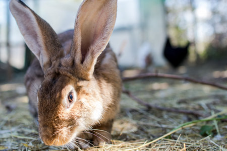 brown rabbit eating fresh grass and hay in a biological breeding with chickens in the background....
