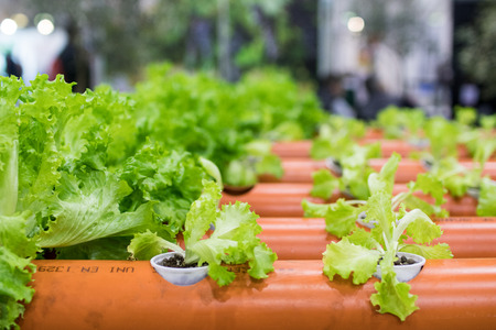 plastic pipe structures for landless cultivation. Salad in innovative hydroponic cultivation for water saving, prototype for urban gardensの写真素材