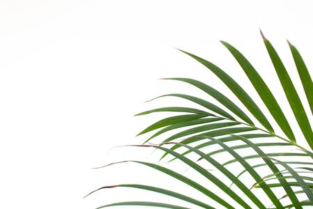 exotic foliage background green on white. Palm leaf on white backgroundの写真素材