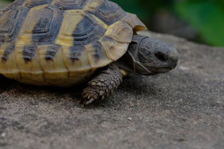 Turtle face close-up portrait details over blurred backgroundの写真素材