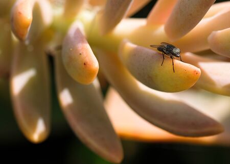 Wild Fly macro shot on fat plant,insect animal wildlifeの写真素材