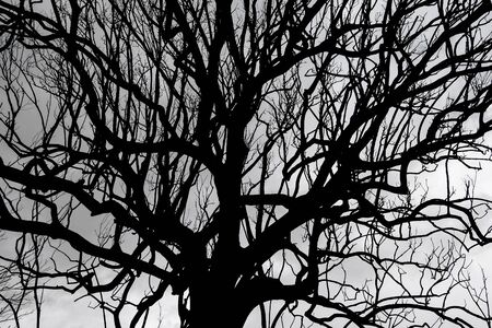 Defoliated burned tree trunk branches silhouette over with cloudy backgroundの写真素材