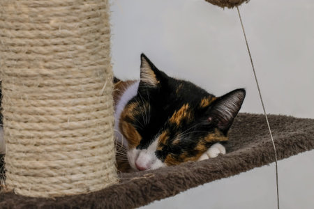 Cute sleeping cat portrait, family pet loveの写真素材