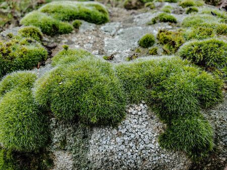 Moss and lichens vegetation macro details on a rock over blurred backgroundの写真素材