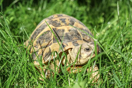Wild ground turtle closeup details on green grass field,reptile animalの写真素材