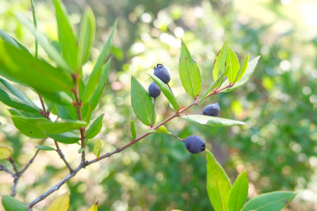 Isolated wild forest cramberry plant branch,healthy blueberry seasonal fruitの写真素材