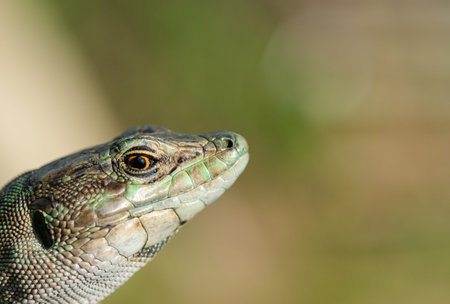 Macro view of Italian lizard face and eyes,reptile skin,Podarcis siculus,animalsの写真素材