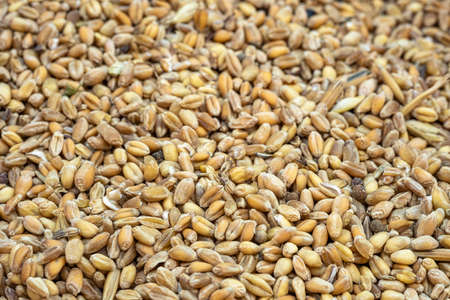 Wheat seeds grains textured background,raw food ingredients,agricultural productの写真素材