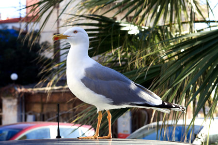 Alassio (SV), Italy - February 15, 2017: A gull near Alassio beach, Riviera dei Fiori, Savona, Liguria, Italy.のeditorial素材
