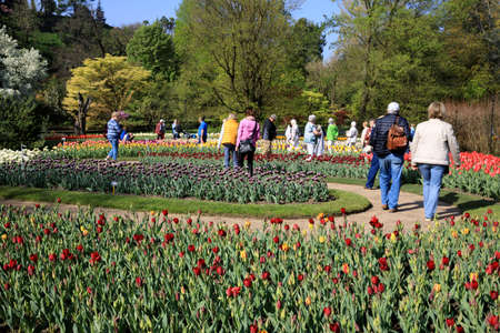 Verbania (VCO), Italy - April 01, 2017: Tulips in " Villa Taranto " botanical gardens, Verbania, Piedmont, Italyのeditorial素材