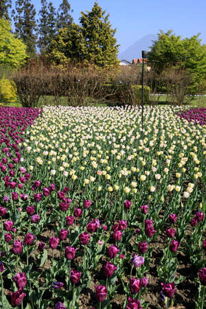 Verbania (VCO), Italy - April 01, 2017: Tulips in " Villa Taranto " botanical gardens, Verbania, Piedmont, Italyのeditorial素材