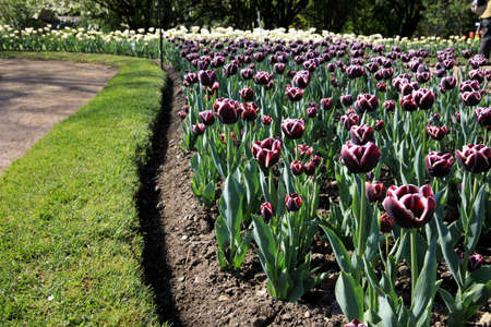 Verbania (VCO), Italy - April 01, 2017: Tulips in " Villa Taranto " botanical gardens, Verbania, Piedmont, Italyのeditorial素材