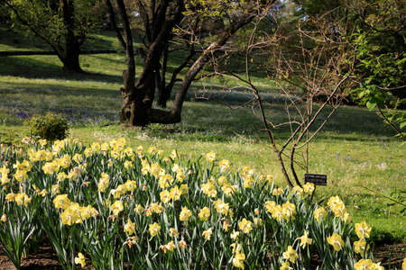 Verbania (VCO), Italy - April 01, 2017: Tulips in " Villa Taranto " botanical gardens, Verbania, Piedmont, Italyのeditorial素材
