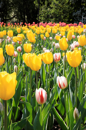 Verbania (VCO), Italy - April 01, 2017: Tulips in " Villa Taranto " botanical gardens, Verbania, Piedmont, Italyのeditorial素材