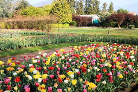 Verbania (VCO), Italy - April 01, 2017: Tulips in " Villa Taranto " botanical gardens, Verbania, Piedmont, Italyのeditorial素材