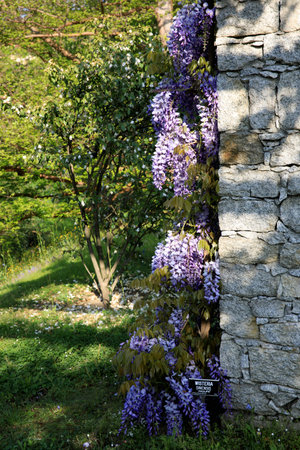 Verbania (VCO), Italy - April 01, 2017: Villa Taranto botanical gardens, Verbania, Piedmont, Italyのeditorial素材