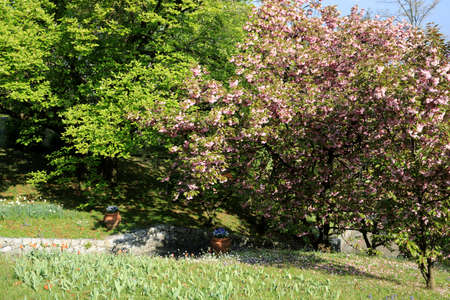 Verbania (VCO), Italy - April 01, 2017: Villa Taranto botanical gardens, Verbania, Piedmont, Italyのeditorial素材