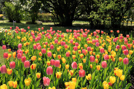 Verbania (VCO), Italy - April 01, 2017: Tulips in " Villa Taranto " botanical gardens, Verbania, Piedmont, Italyのeditorial素材