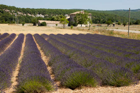 Valensole, Provence / France - May 23, 2016: A Lavender field view in Valensole, France, Provence-Alpes-Cote d'Azur, Alpes-de-Haute-Provence, Valensoleのeditorial素材
