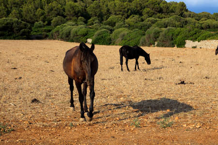 Es Migjorn Gran, Menorca / Spain - June 25, 2016: Horses in a field near Es Migjorn Gran, Menorca, Balearic Islands, Spainのeditorial素材
