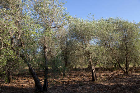 Tavarnelle Val di Pesa (FI),  Italy - April 21, 2017: Olive trees in Tavarnelle Val Di Pesa, Chianti Region, Tuscany, Italyのeditorial素材