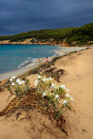 Sant Tomas, Menorca / Spain - June 25, 2016: The Binigaus beach with flowers, Sant Tomas, Menorca, Balearic Islands, Spainのeditorial素材