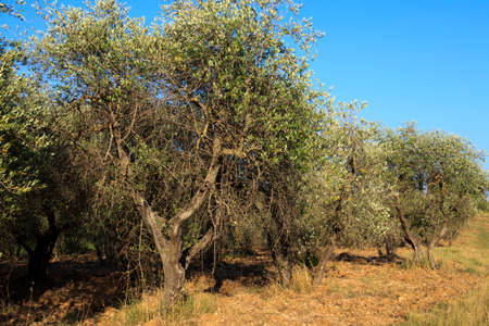 Tavarnelle Val di Pesa (FI),  Italy - April 21, 2017: Olive trees in Tavarnelle Val Di Pesa, Chianti Region, Tuscany, Italyのeditorial素材