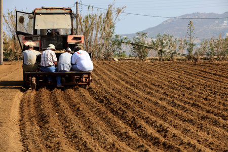 Naxos / Greece - August 23, 2014: A Farmers working in a potatoes field, Naxos, Cyclades Islands, Greeceのeditorial素材