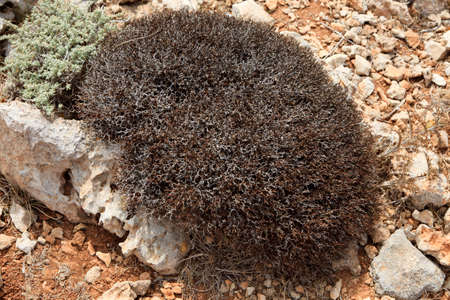 Cape Cavalleria, Menorca / Spain - June 23, 2016: Thorny bush at Cape Cavalleria, Menorca, Balearic Islands, Spainのeditorial素材