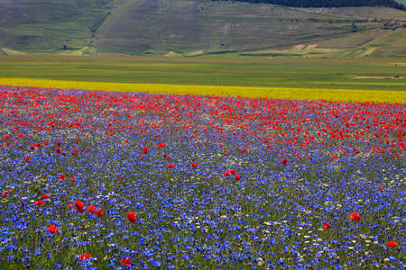 Norcia (PG), Italy - May 25, 2015: The famous spring flowering in the fields around Castelluccio di Norcia, Highland of Castelluccio di Norcia, Norcia, Umbria, Italy, Europeのeditorial素材
