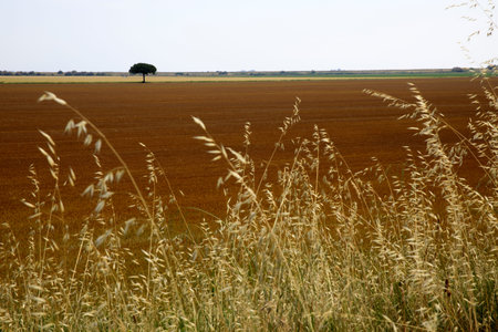 Po river (FE),  Italy - April 30, 2017: Typical rural scenery near Po river, Delta Regional Park,...