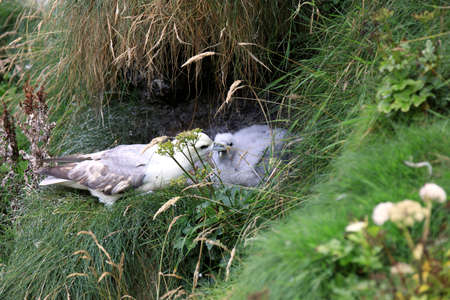 Duncansby (Scotland), UK - August 03, 2018: A gull at Duncansby stacks, duncansby head, Scotland, Highlands, United Kingdomのeditorial素材