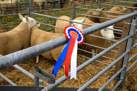 Orkney (Scotland), UK - August 05, 2018: A medal's sheeps at annual agricultural shows, Orkney, Scotland, Highlands, United Kingdomのeditorial素材