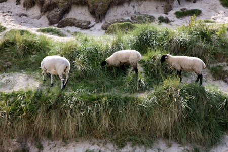 Duncansby (Scotland), UK - August 03, 2018: Sheeps near duncansby head, Scotland, Highlands, United Kingdomのeditorial素材