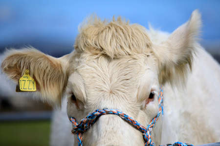Orkney (Scotland), UK - August 05, 2018: A cow at annual agricultural shows, Orkney, Scotland, Highlands, United Kingdomのeditorial素材