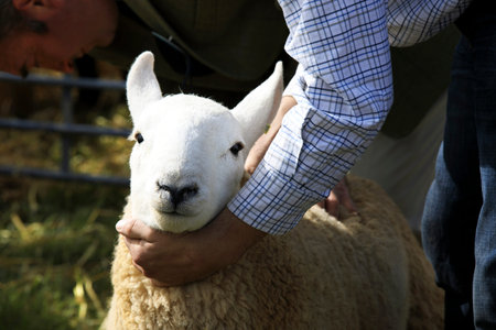 Orkney (Scotland), UK - August 05, 2018: Sheeps at annual agricultural shows, Orkney, Scotland,...