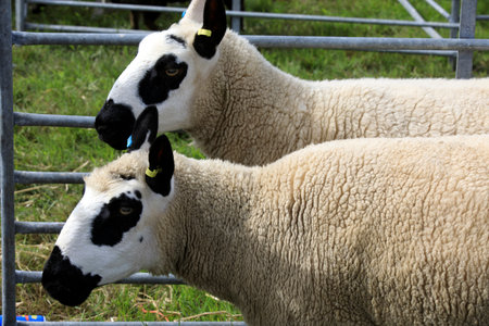 Orkney (Scotland), UK - August 05, 2018: Sheeps at annual agricultural shows, Orkney, Scotland, Highlands, United Kingdomのeditorial素材