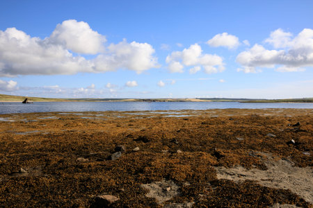 Scapa Flow - Orkney (Scotland), UK - August 08, 2018: Landscape near harbour of Scapa Flow, Orkney,...
