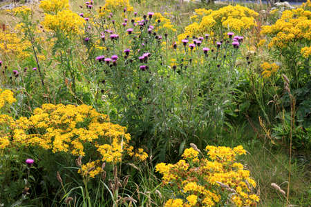 Durness -  (Scotland), UK - August 11, 2018: Flowers at Durness peninsula, Scotland, Highlands, United Kingdomのeditorial素材