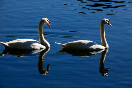 Sesto Calende (VA), Italy - September 15, 2016: A swan on Ticino River, Lombardy, Piedmont, Italy.のeditorial素材